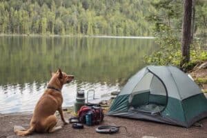 Zelten mit Hund - die richtige Ausrüstung (NF)