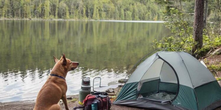 Zelten mit Hund - die richtige Ausrüstung (NF)