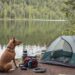 Zelten mit Hund - die richtige Ausrüstung (NF)