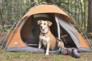 Camping mit Hund - die richtige Packliste (NF)